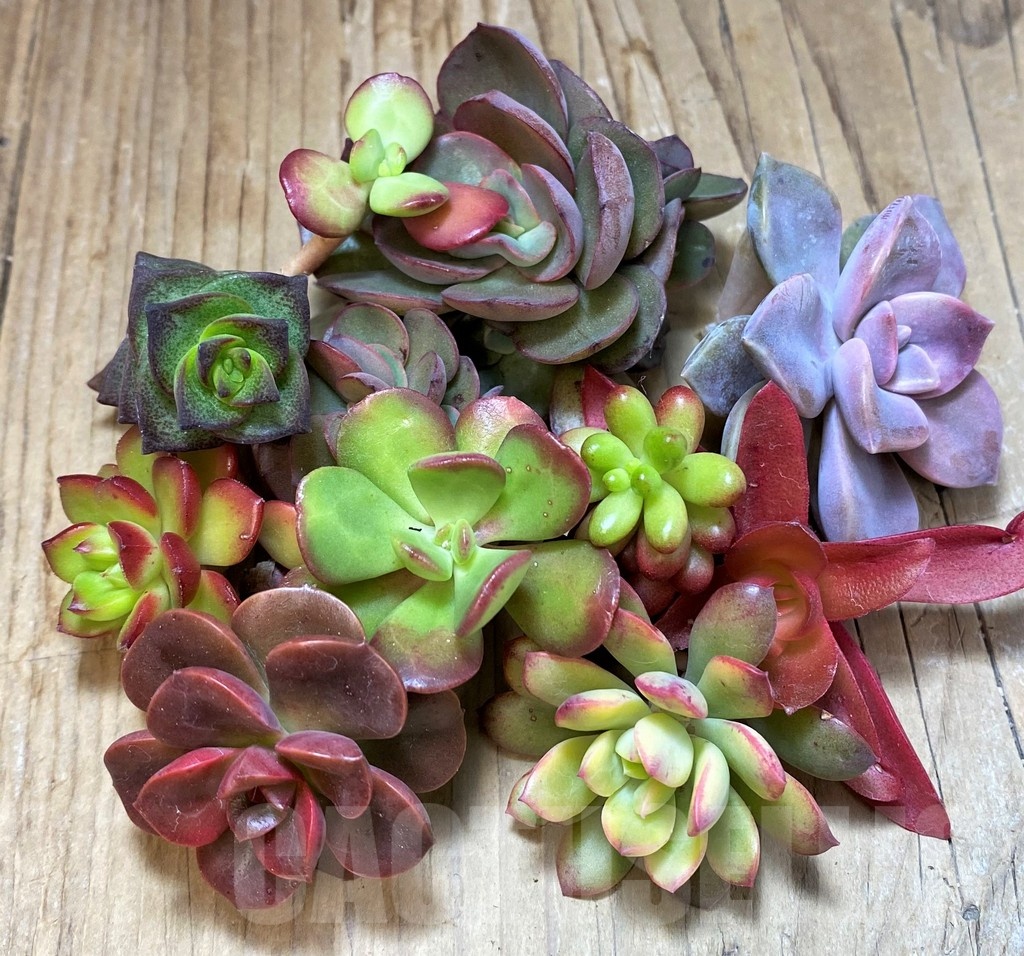 SH22751 Succulents mix, cuted