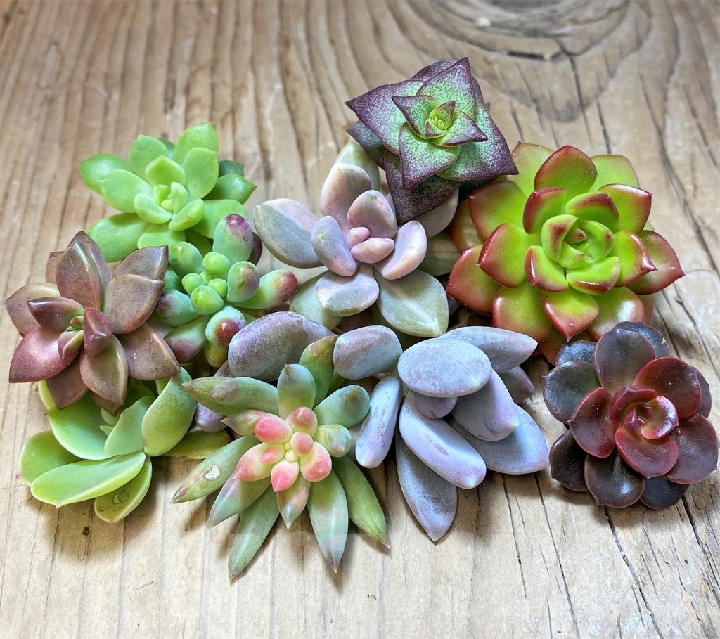 SH22753 Succulents mix, cuted