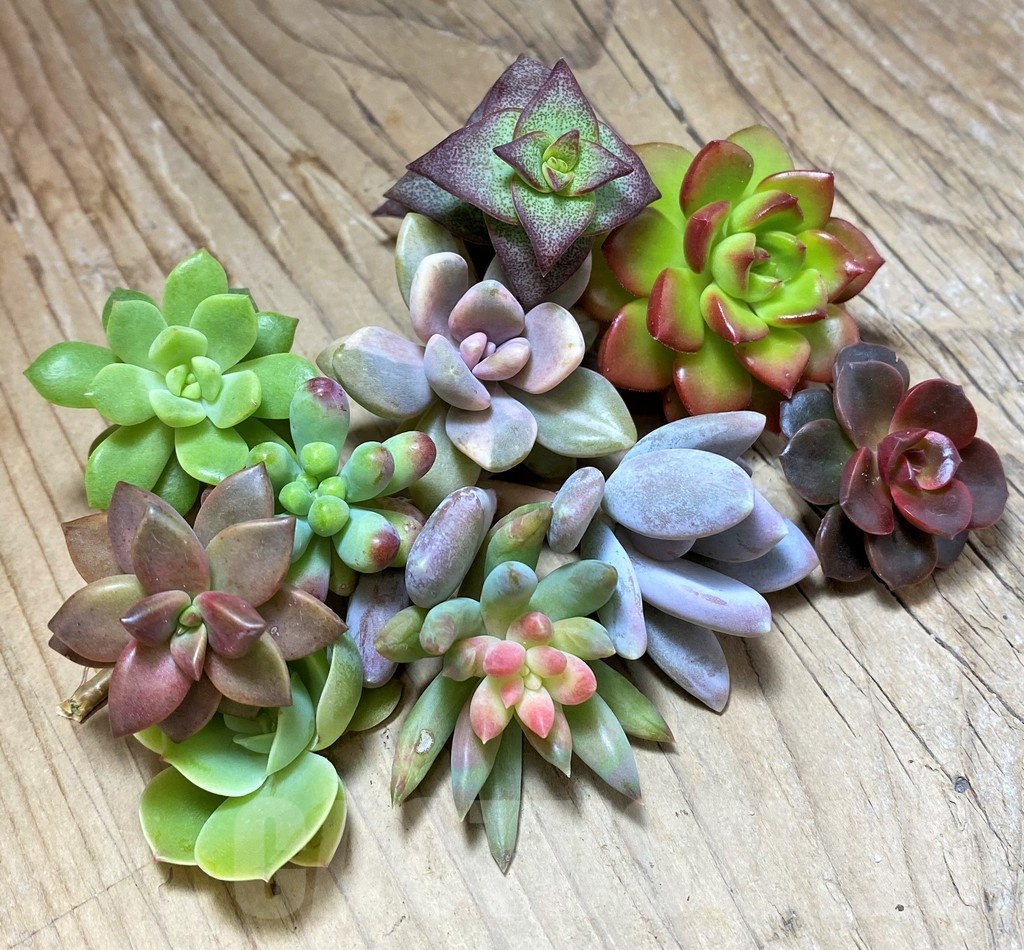 SH22753 Succulents mix, cuted - Image 2