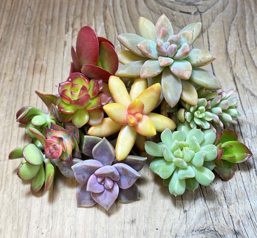 SH22754 Succulents mix, cuted - Image 2