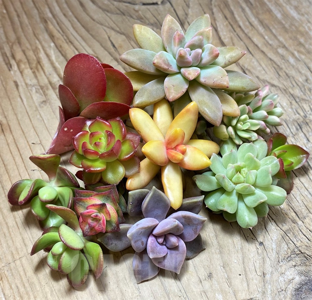 SH22754 Succulents mix, cuted