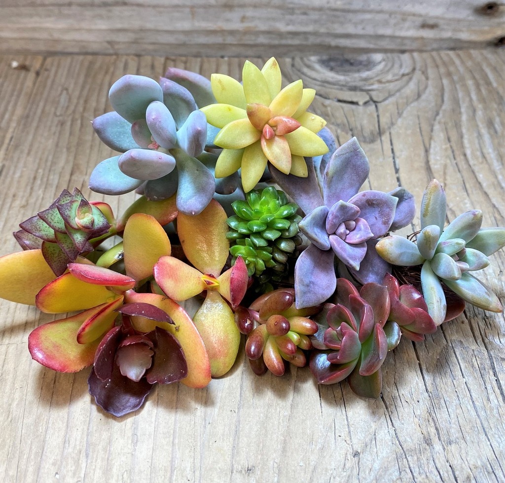 SH22756 Succulents mix, cuted - Image 2