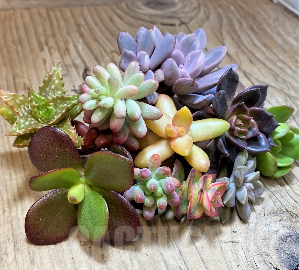 SH22756 Succulents mix, cuted