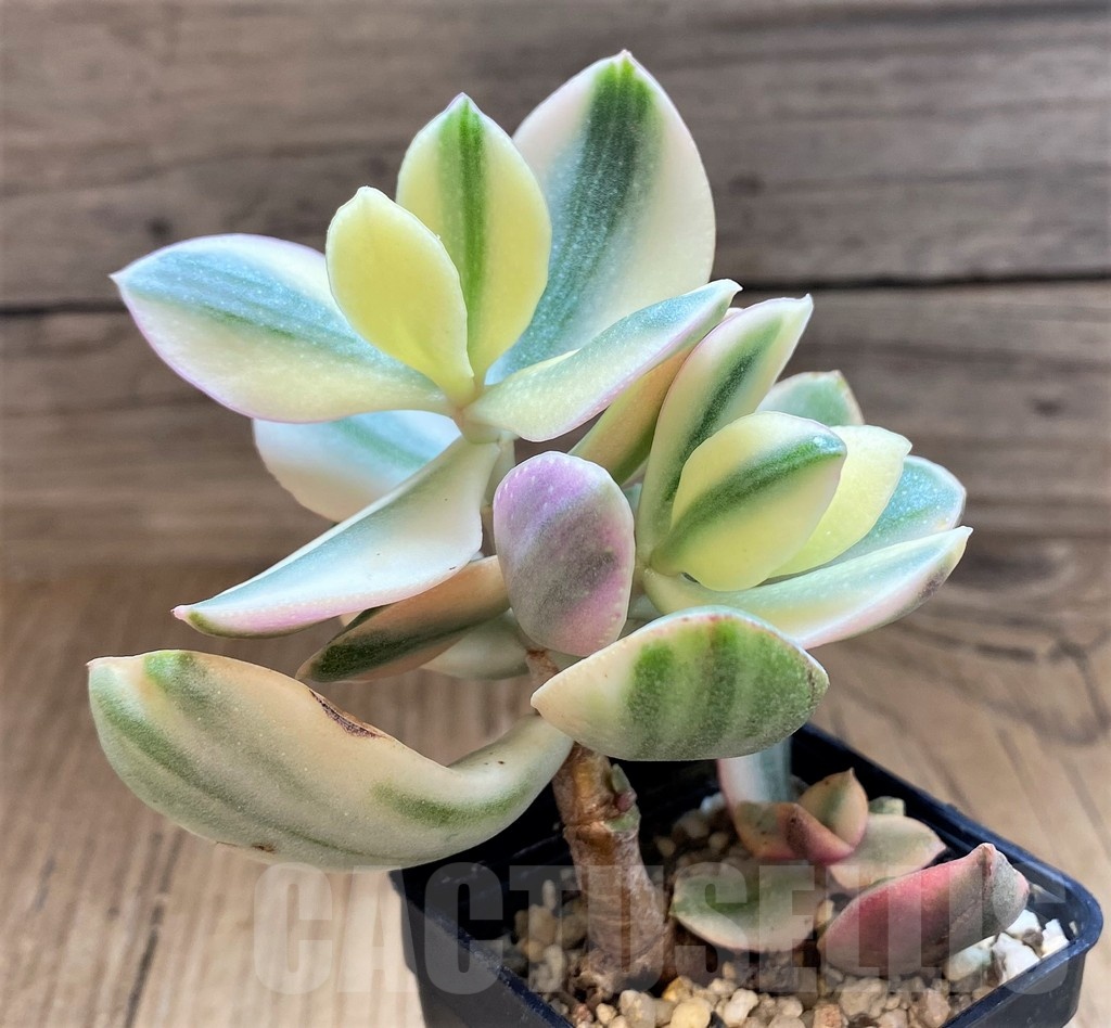 SH22697 Crassula arborescens ‘White’ - Image 2