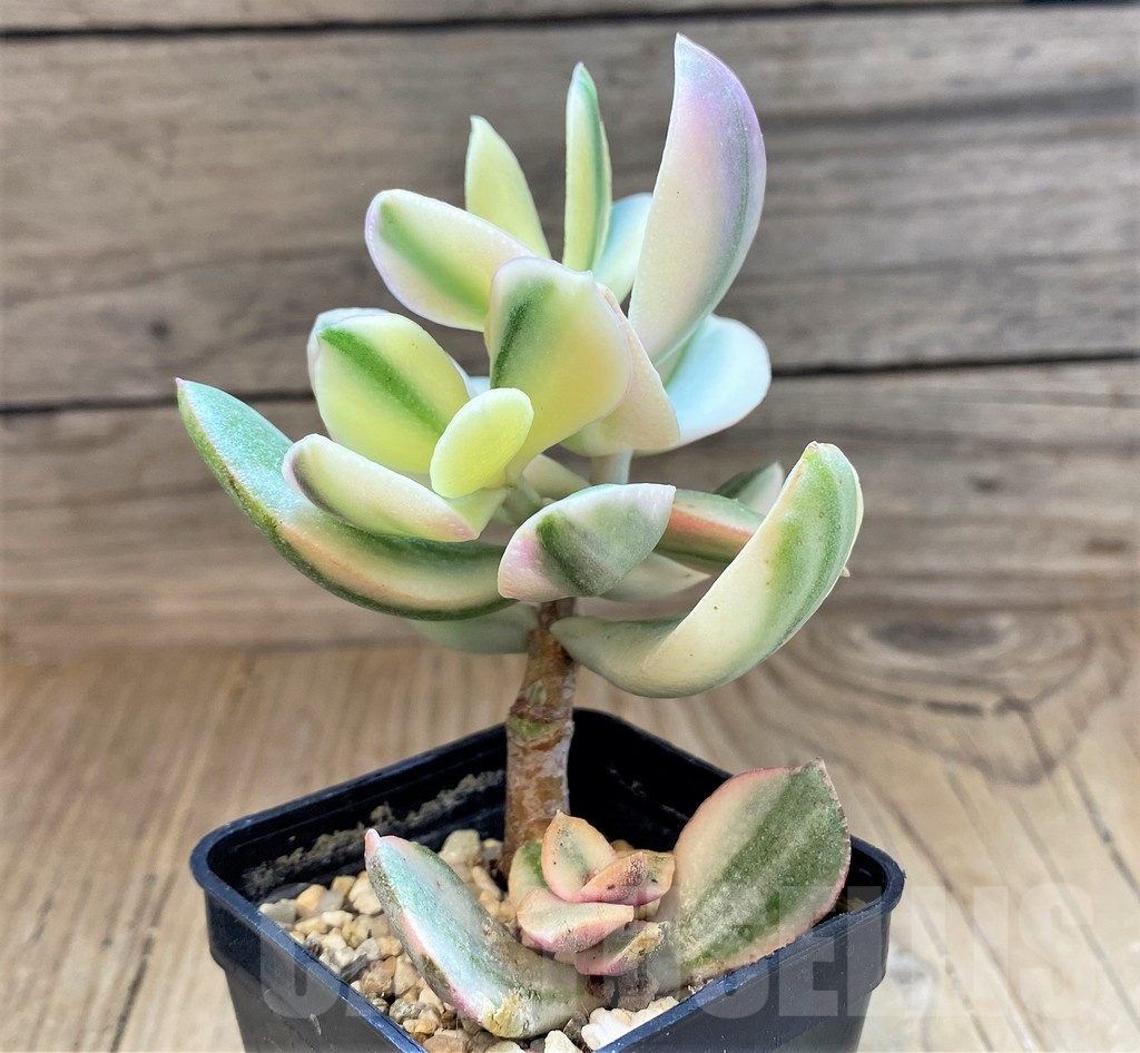 SH22697 Crassula arborescens ‘White’