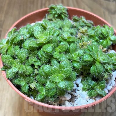 SH22699 Crassula setulosa