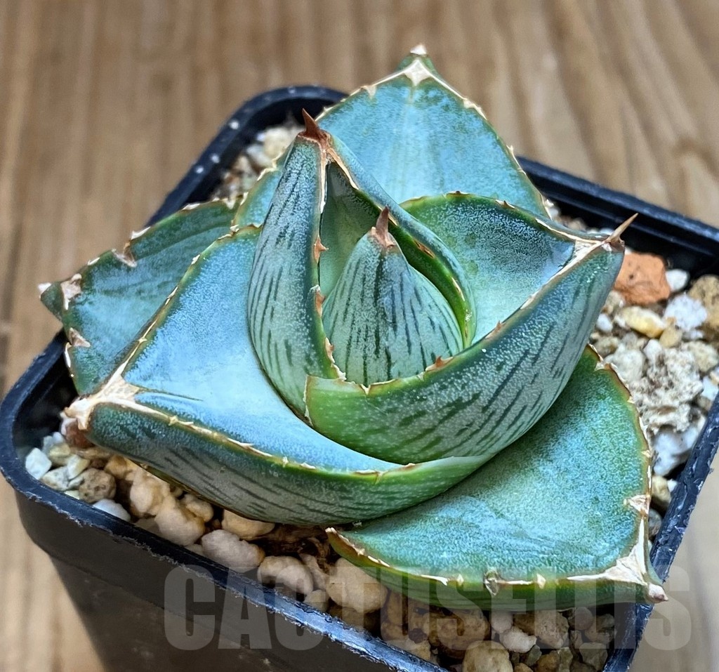 SH5510 Agave pumila - Image 2