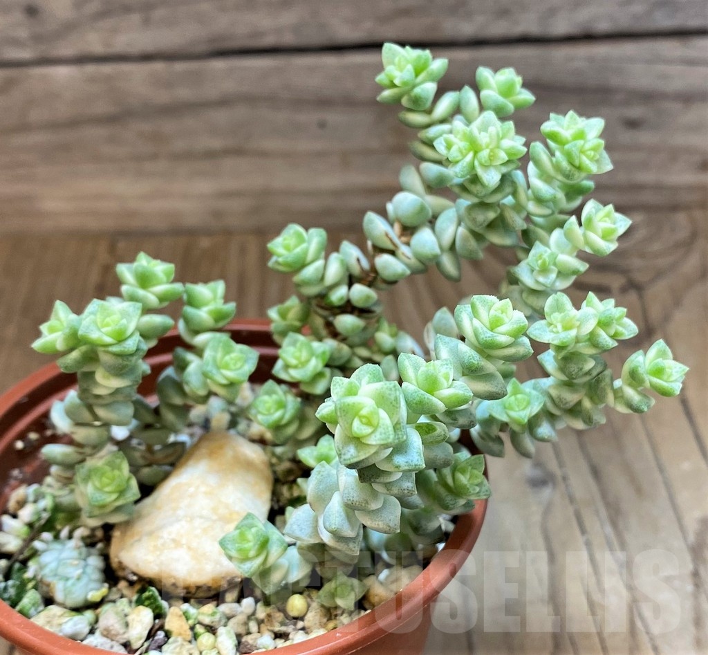 SH22700 Crassula marnieriana ‘Tom Thumb’ f. variegata