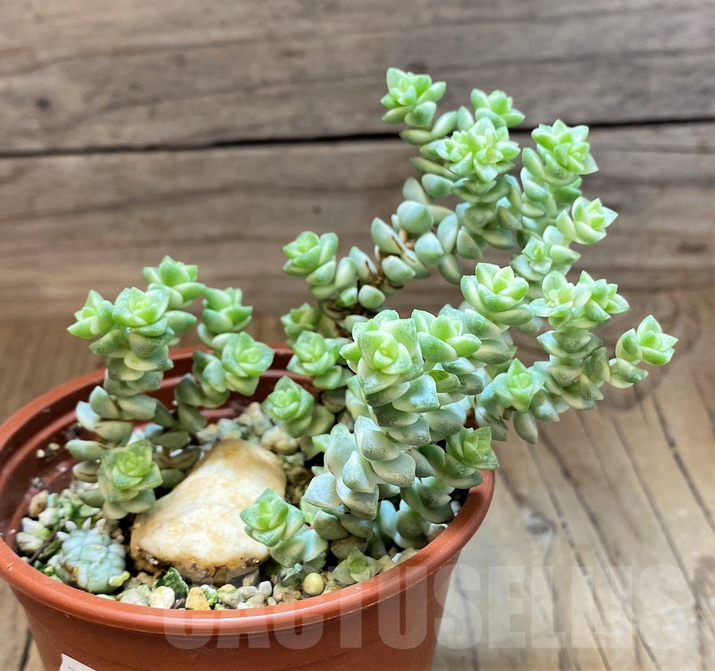 SH22700 Crassula marnieriana ‘Tom Thumb’ f. variegata - Image 2