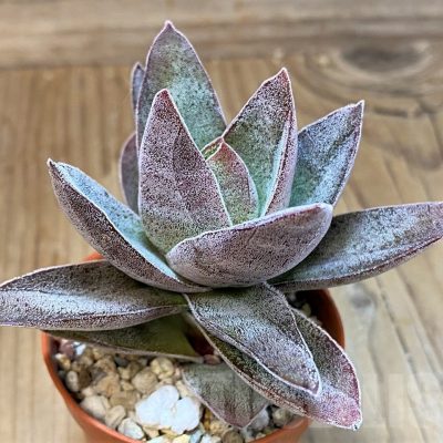 SHND22705 Crassula ‘Garnet Lotus’
