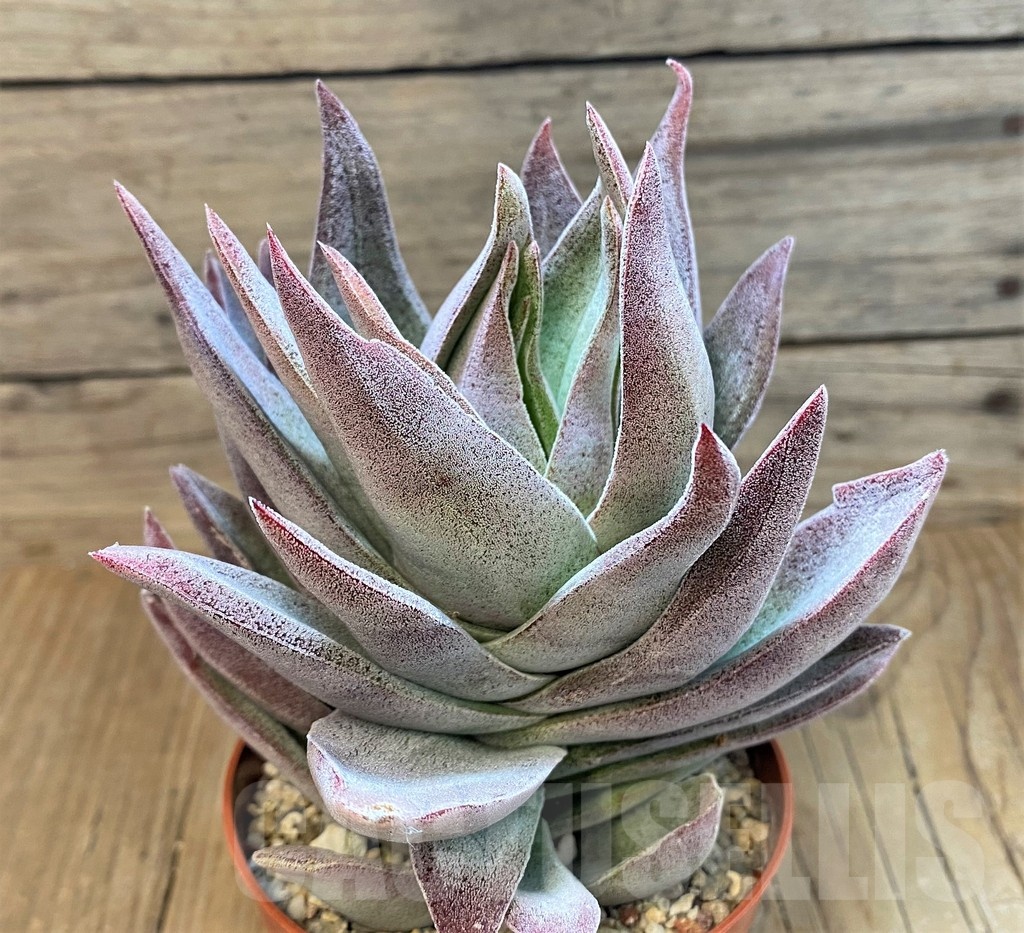 SH22706 Crassula ‘Garnet Lotus’ - Image 2