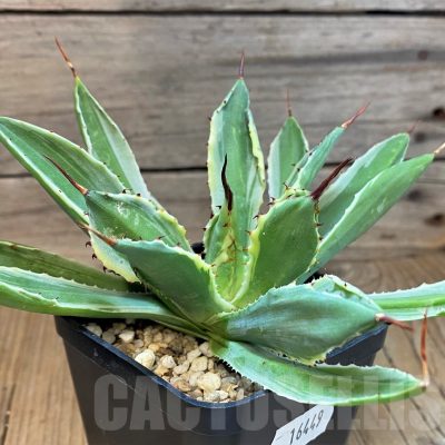 SH16449 Agave 'Cubic' f. variegata