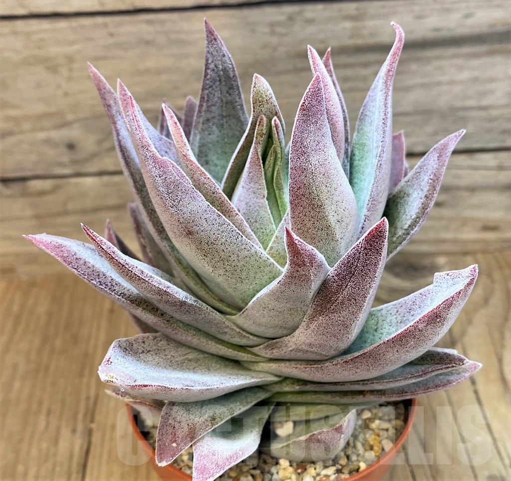 SH22706 Crassula ‘Garnet Lotus’