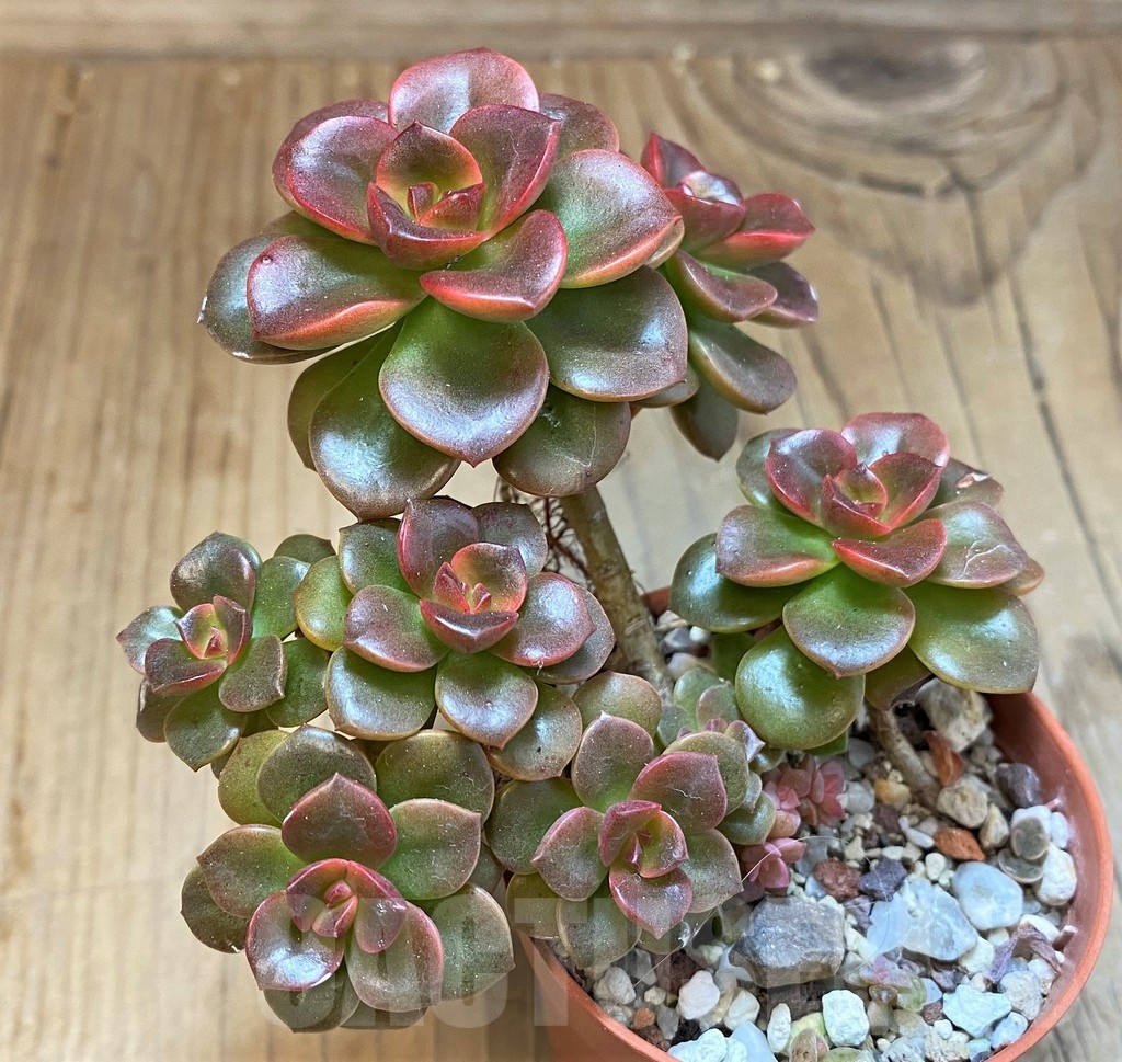 SH22709 Echeveria ‘Melaco’