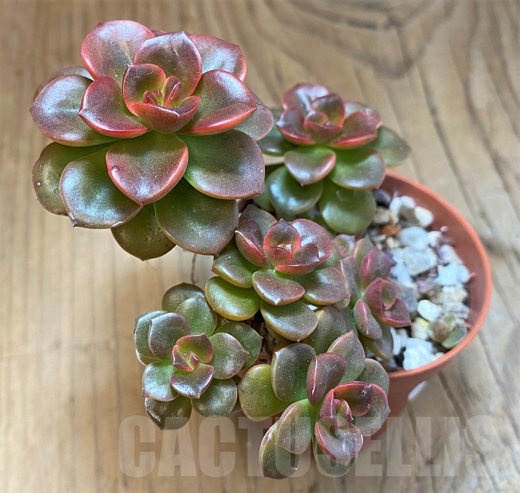 SH22709 Echeveria ‘Melaco’ - Image 2
