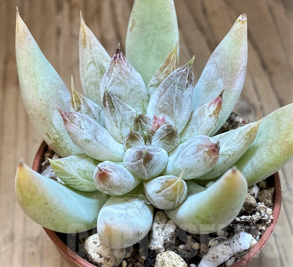 SH22711 Echeveria tolimanensis - Image 2