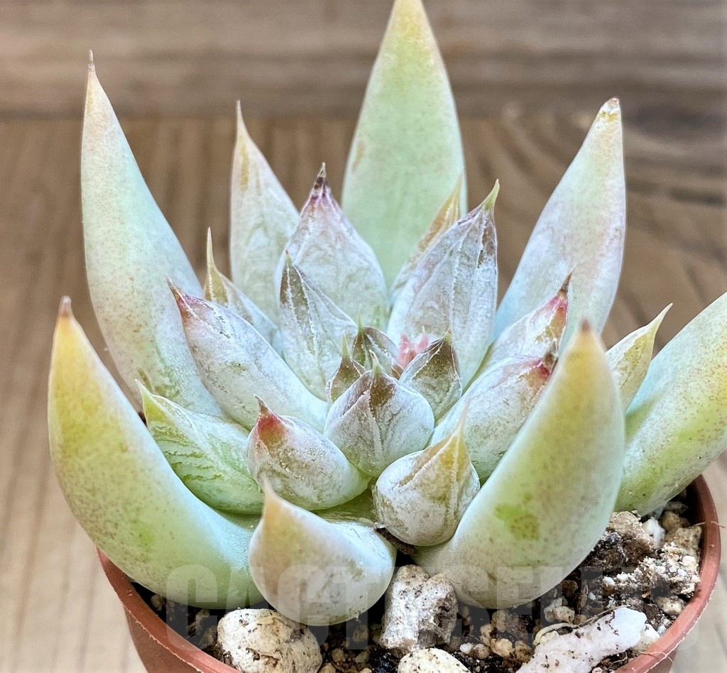 SH22711 Echeveria tolimanensis