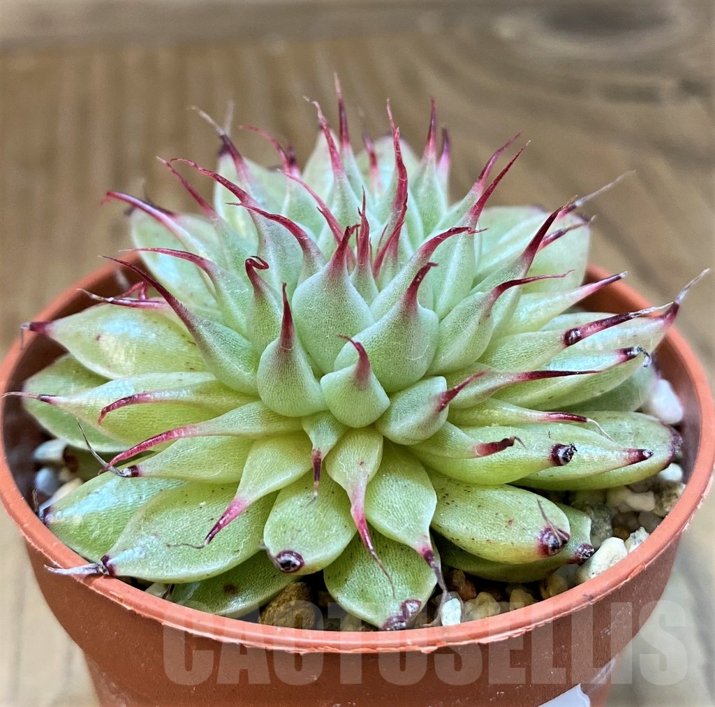 SH22714 Graptoveria 'Silver Star'