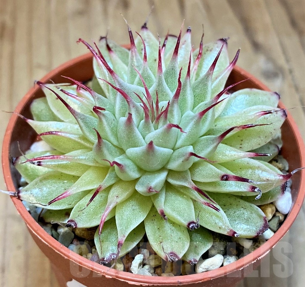 SH22714 Graptoveria 'Silver Star' - Image 2