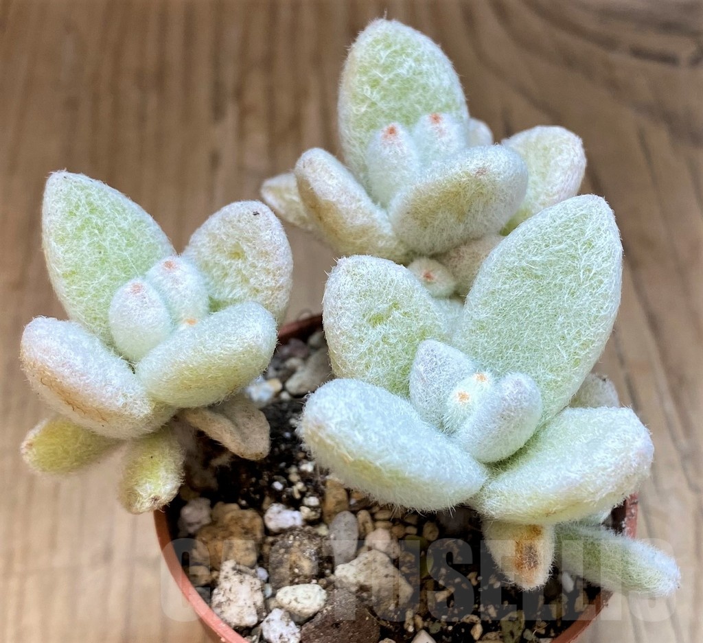 SH22721 Kalanchoe eriophylla