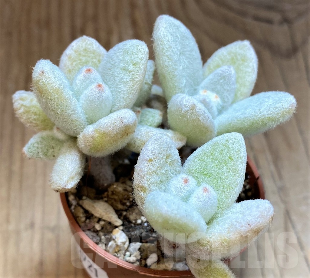 SH22721 Kalanchoe eriophylla - Image 2