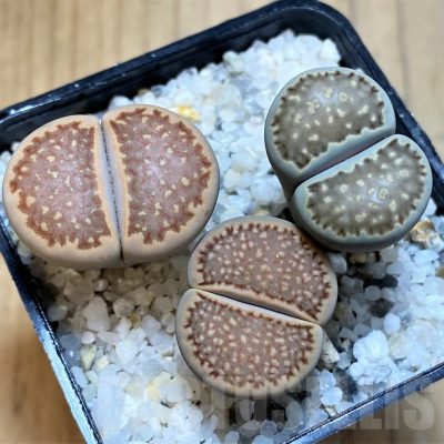 SH22822 Lithops mix