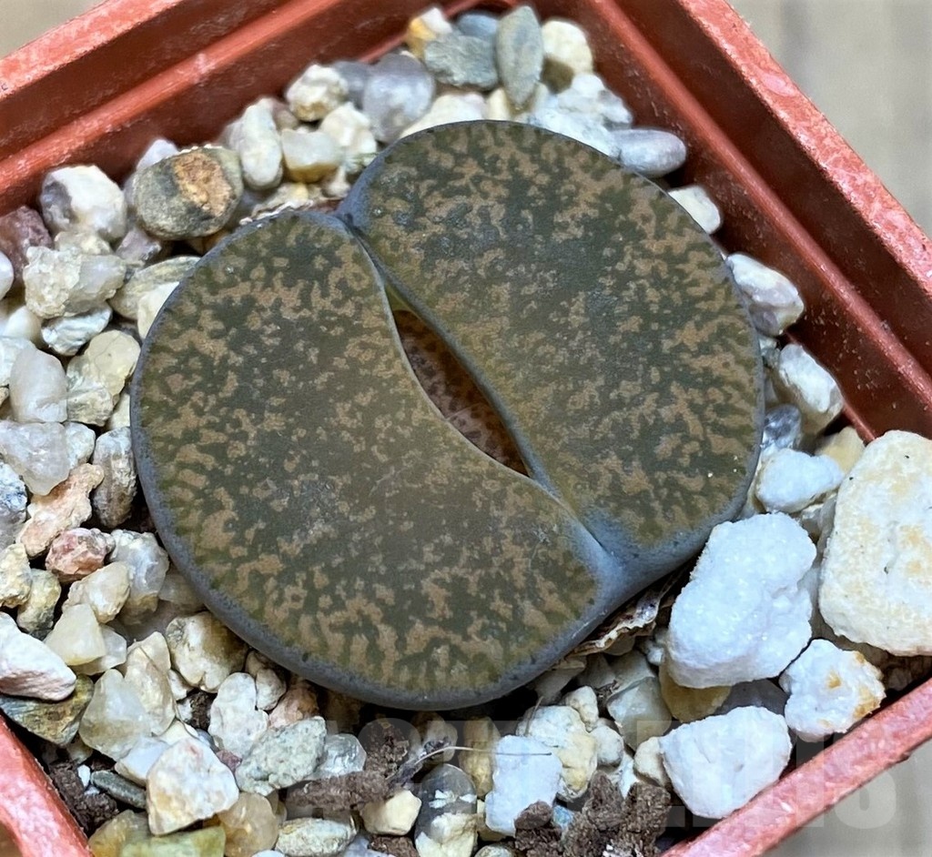 SH22765 Lithops lesliei v. mariae