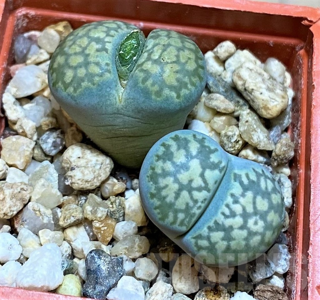 SH22769 Lithops salicola v. reticulata