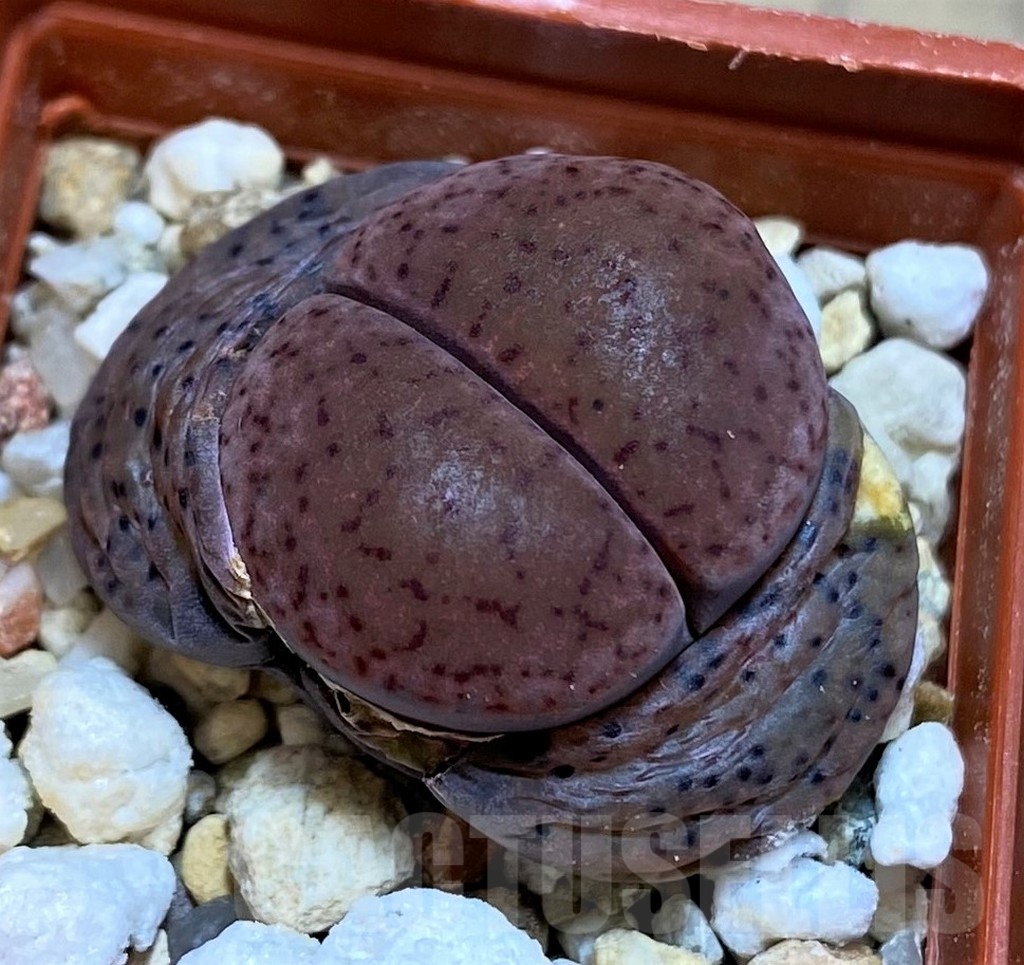 SH22773 Lithops glaudinae 'Embers' C 393A