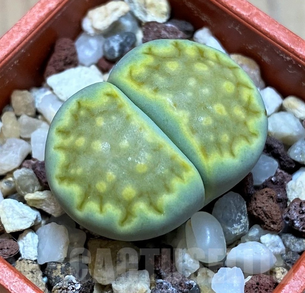 SH22774 Lithops hallii 'Green Soapstone'