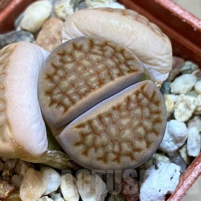 SH22776 Lithops hallii v. ochracea 'Marydale' L4-73