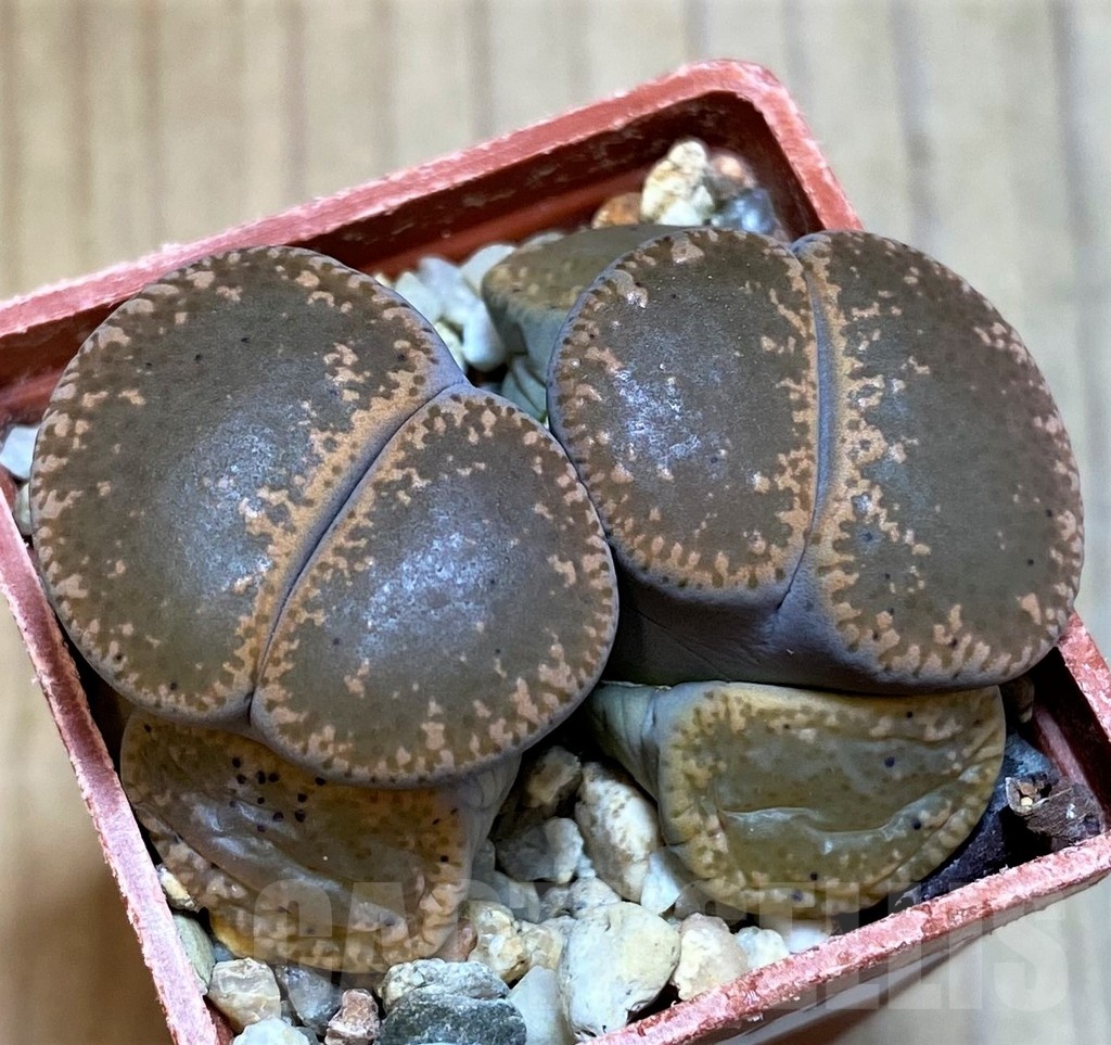 SH22777 Lithops lesliei