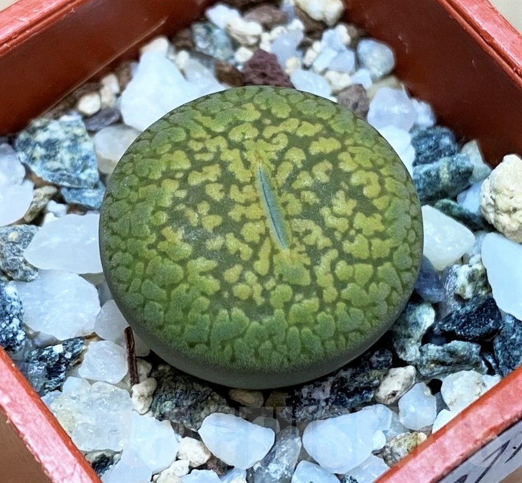 SH22778 Lithops aucampiae 'Jackson's Jade'