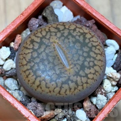 SH22779 Lithops aucampiae