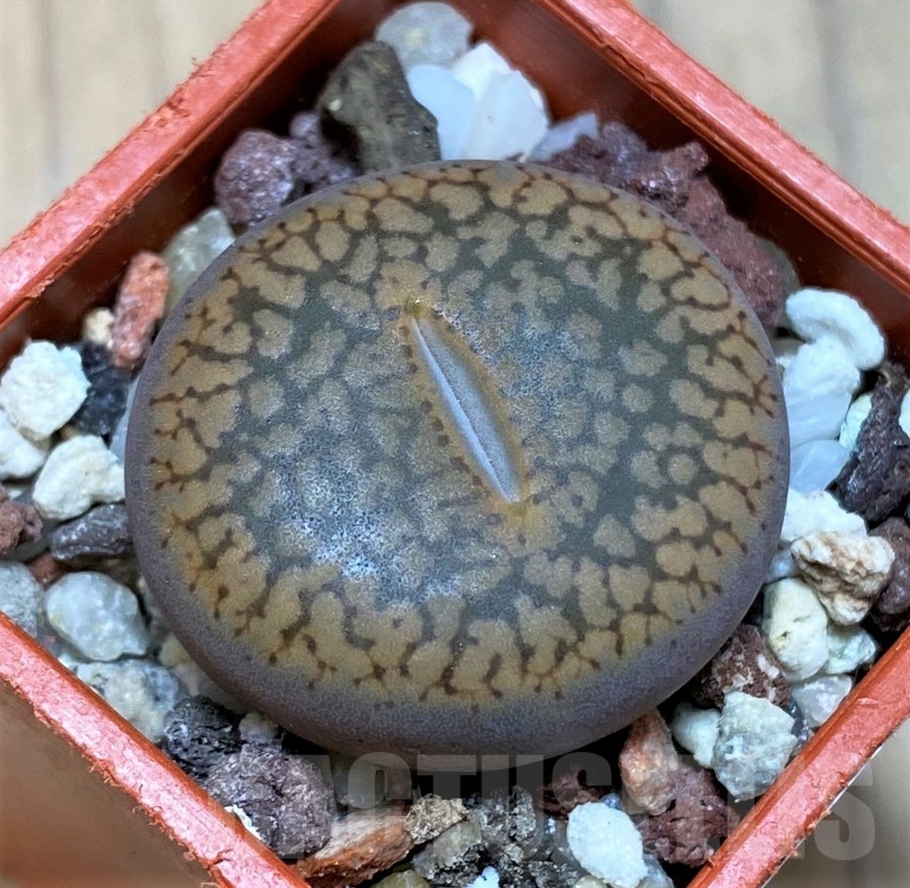 SH22779 Lithops aucampiae