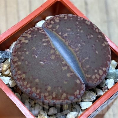 SH22780 Lithops aucampiae