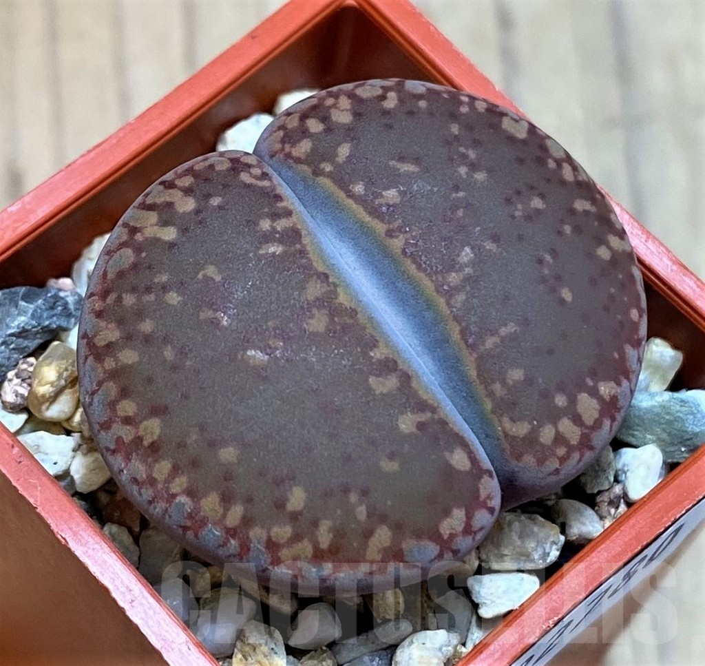 SH22780 Lithops aucampiae