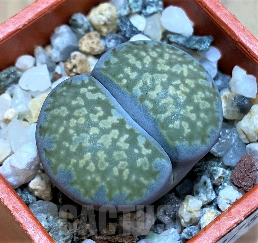 SH22782 Lithops salicola v. reticulata