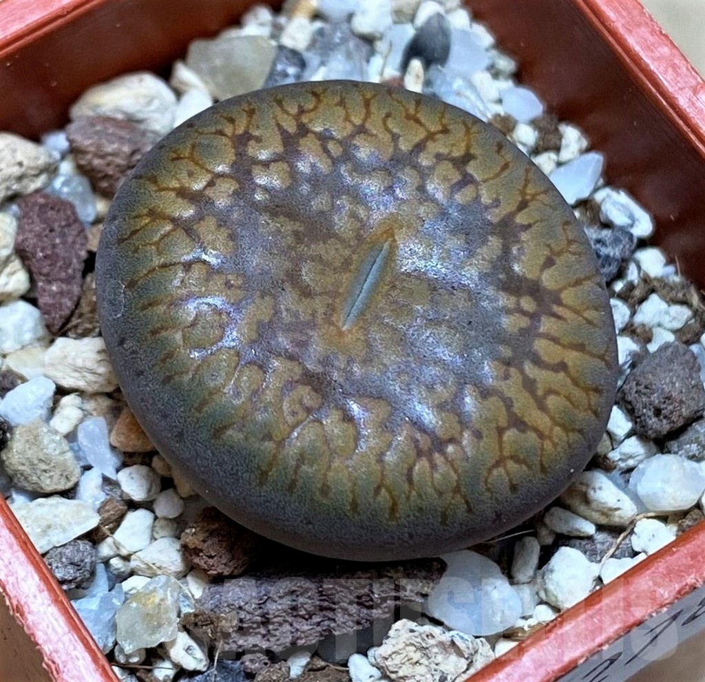 SH22784 Lithops aucampiae