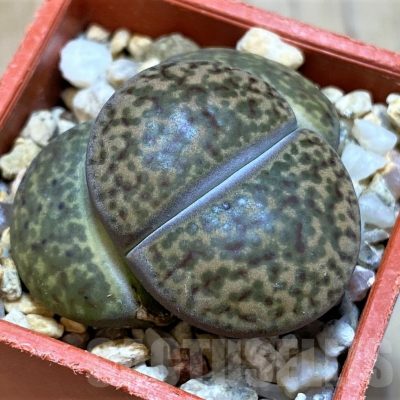 SH22785 Lithops bromfieldii v. glaudinae C393