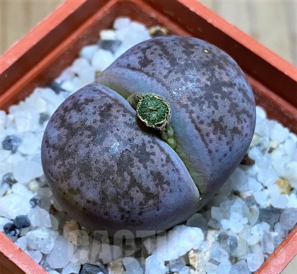 SH22787 Lithops coleorum