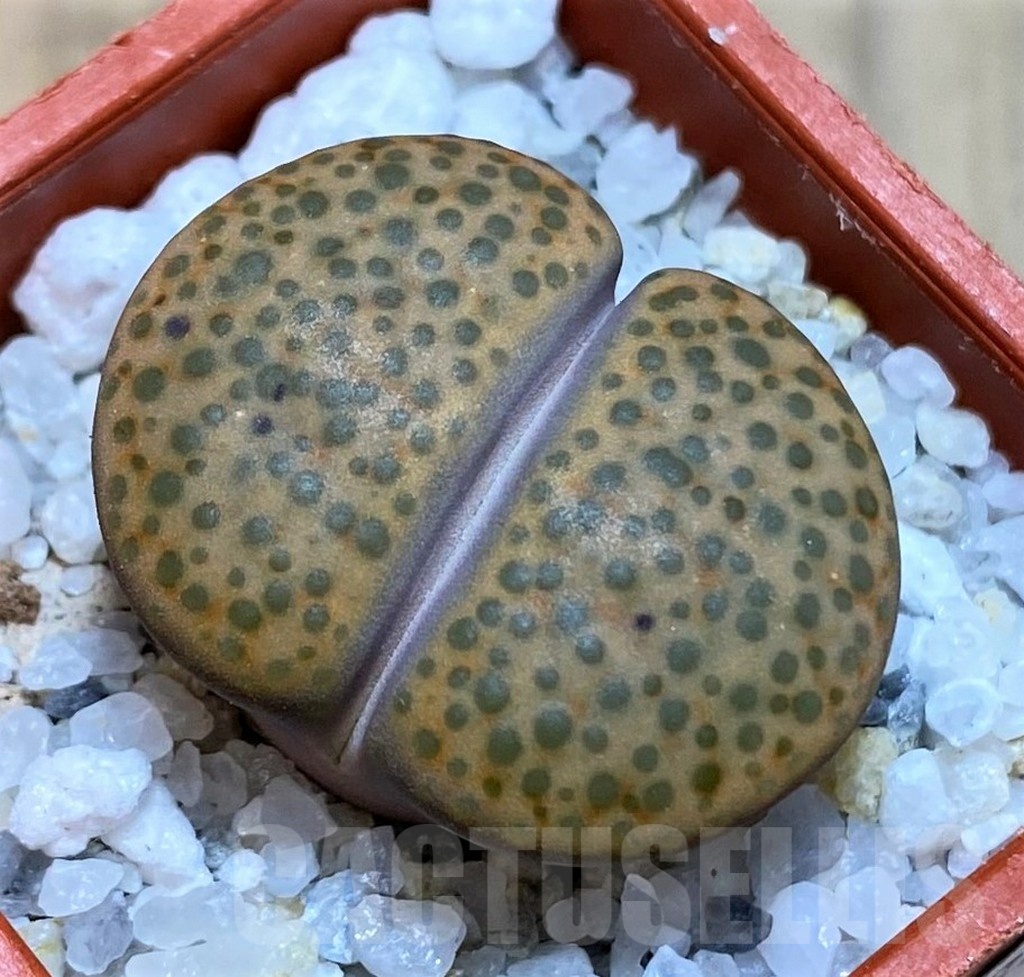 SH22788 Lithops fulviceps L45-66