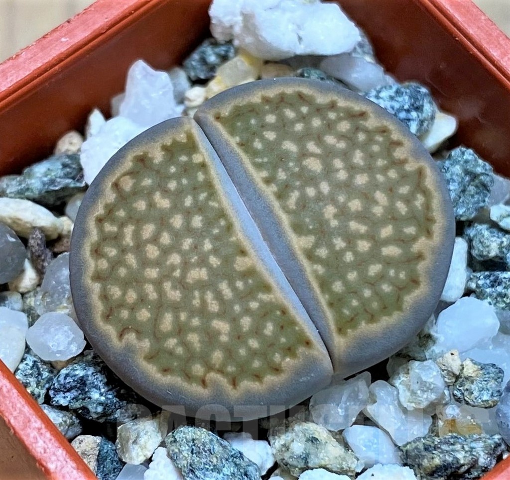 SH22791 Lithops halii L48-64