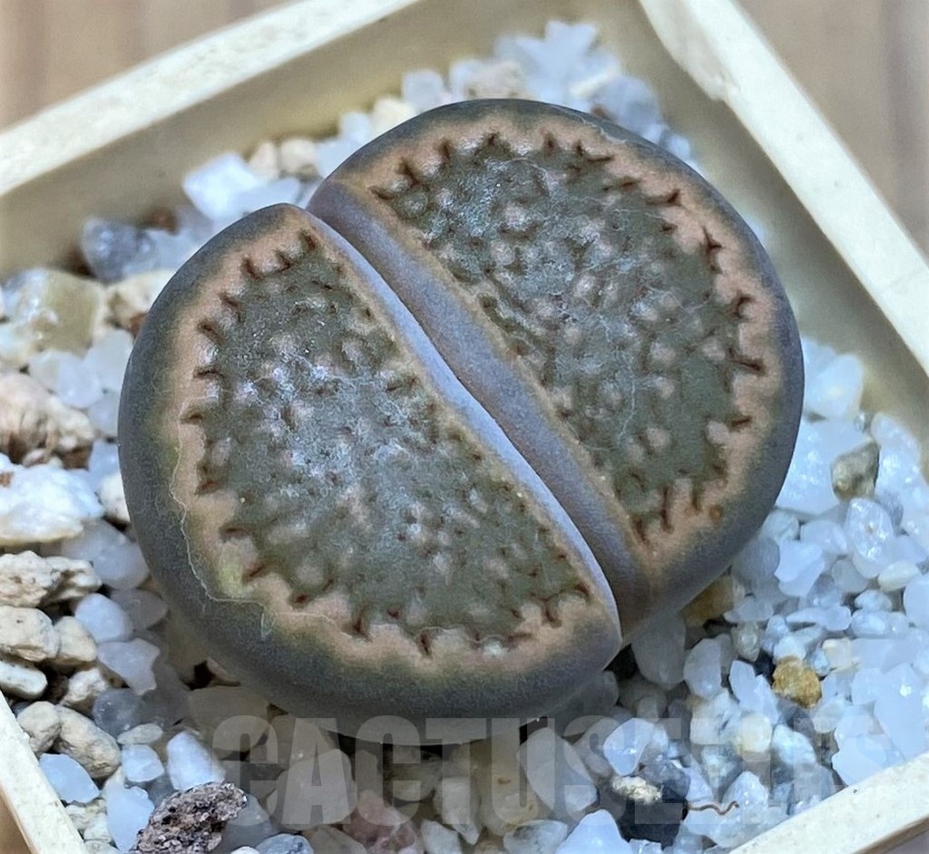 SH22792 Lithops halii L48-64