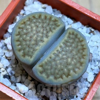 SH22795 Lithops halii C111A
