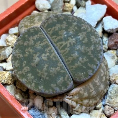 SH22797 Lithops lesliei