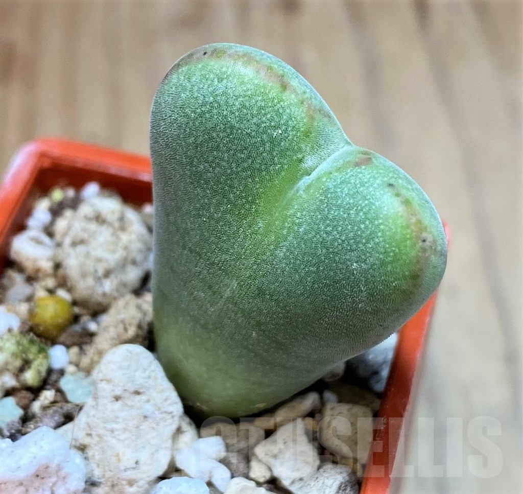 SH22762 Conophytum bilobum v. elishae, ex MG1418.91
