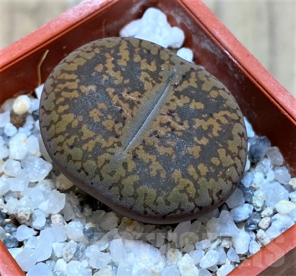 SH22800 Lithops aucampiae -Majading Form-