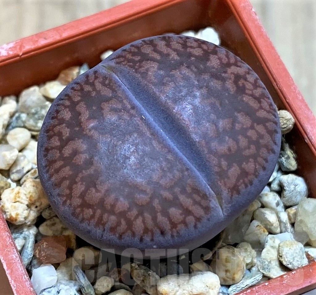 SH22802 Lithops aucampiae 'Fire Brandt'