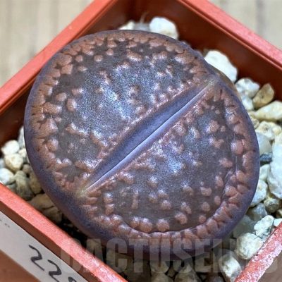 SH22803 Lithops aucampiae 'Fire Brandt'
